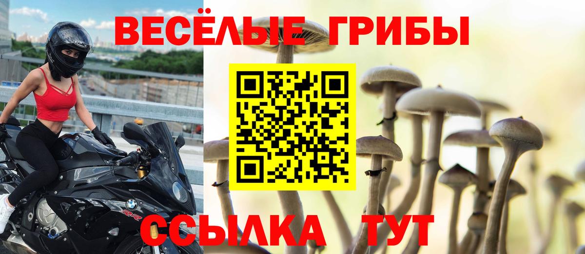Псилоцибиновые грибы Cubensis Курчатов